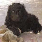 black curly dog