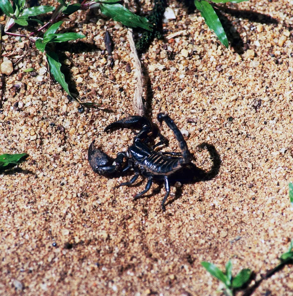 Sri Lanka Scorpion